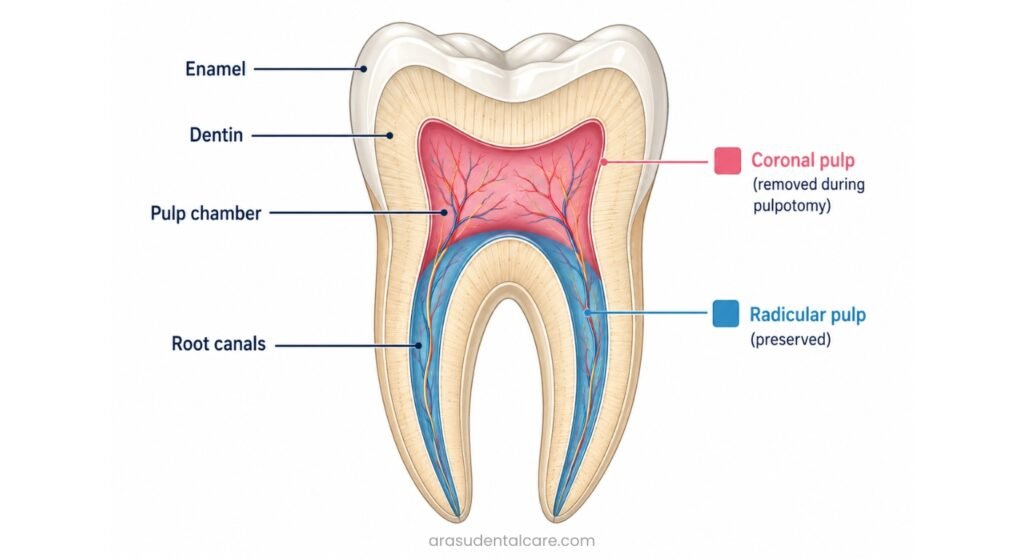 Anatomy of a Baby Tooth & Where Pulpotomy Works